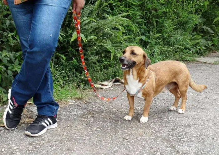 Cachorro ra a SRD idade 4 anos nome Billy