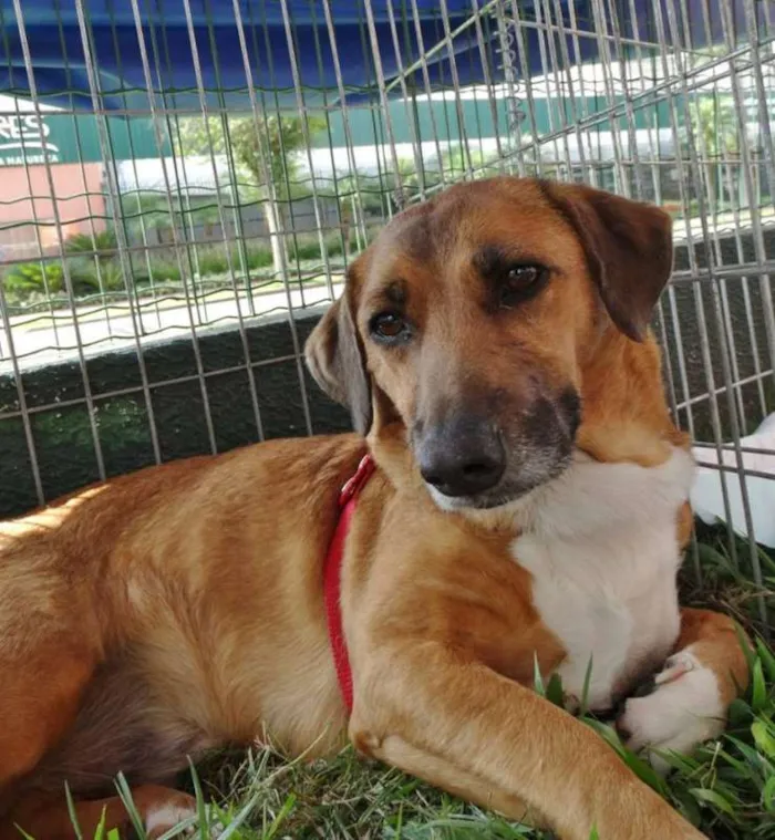 Cachorro ra a SRD idade 4 anos nome Billy
