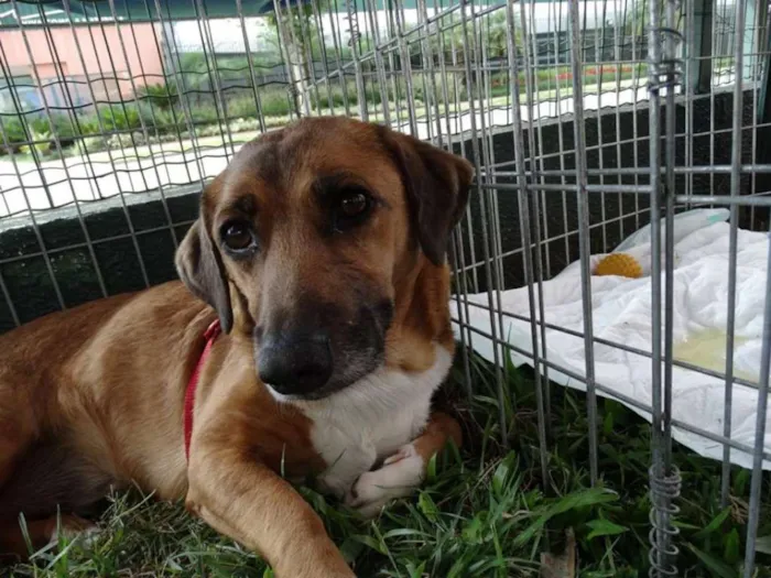 Cachorro ra a SRD idade 4 anos nome Billy