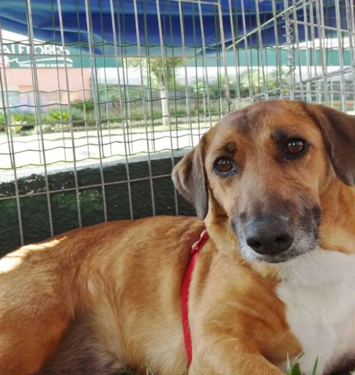 Cachorro ra a SRD idade 4 anos nome Billy