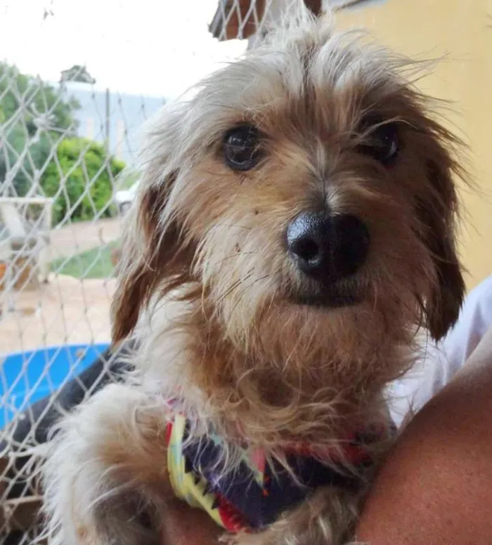 Cachorro ra a SRD idade 1 ano nome Cocada e Biju