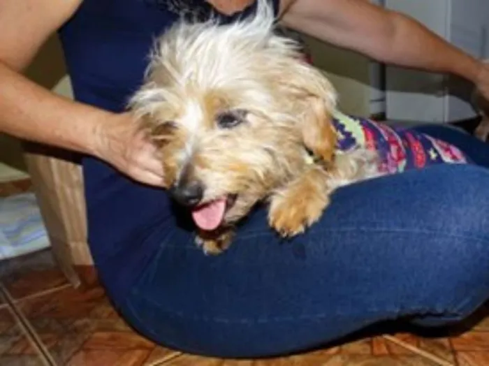 Cachorro ra a SRD idade 1 ano nome Cocada e Biju
