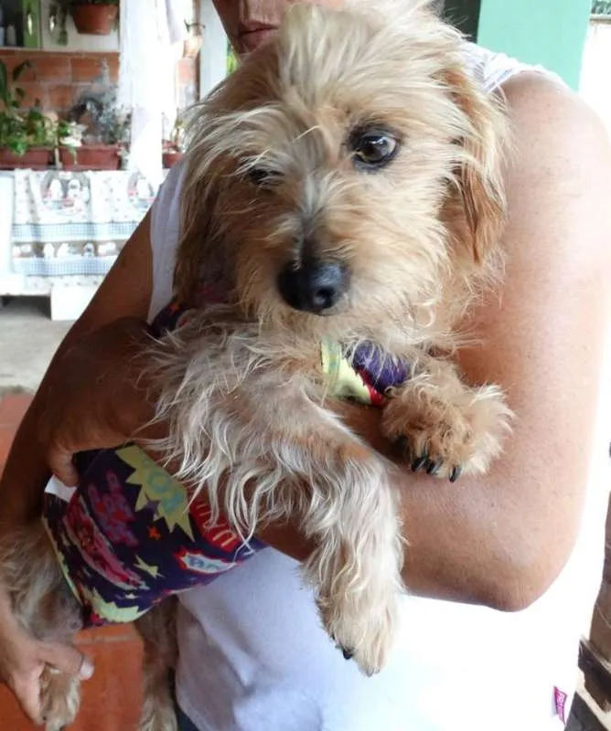 Cachorro ra a SRD idade 1 ano nome Cocada e Biju