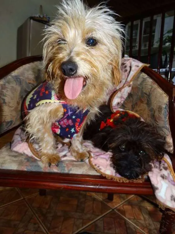 Cachorro ra a SRD idade 1 ano nome Cocada e Biju