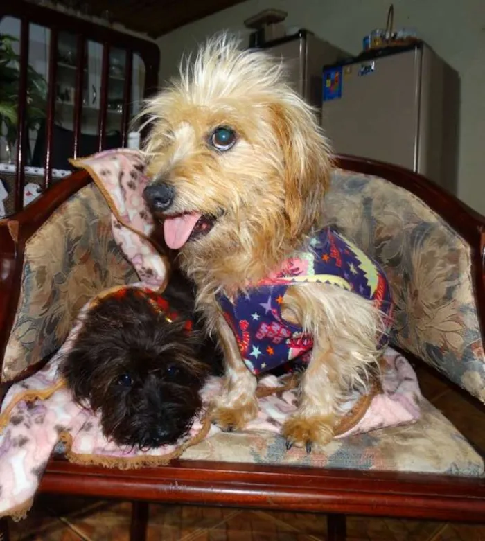 Cachorro ra a SRD idade 1 ano nome Cocada e Biju