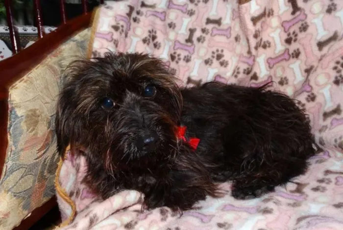 Cachorro ra a SRD idade 1 ano nome Cocada e Biju