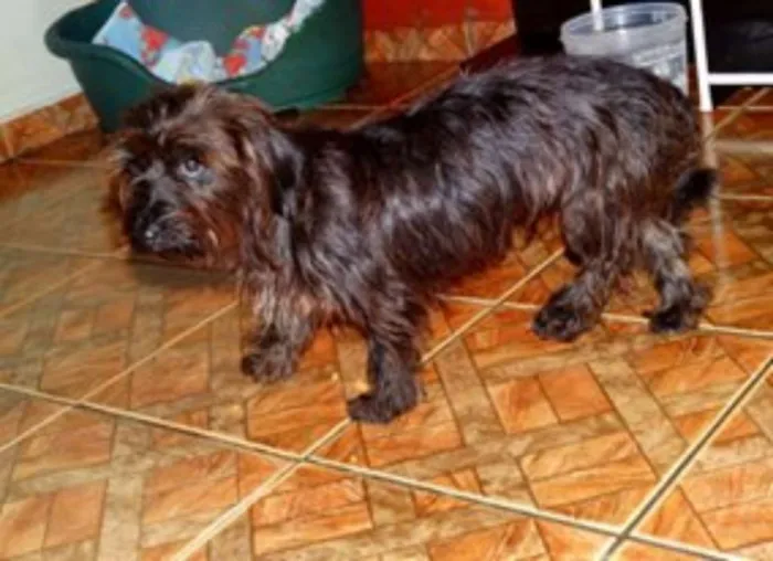 Cachorro ra a SRD idade 1 ano nome Cocada e Biju