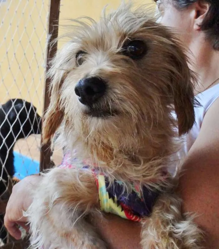 Cachorro ra a SRD idade 1 ano nome Cocada e Biju