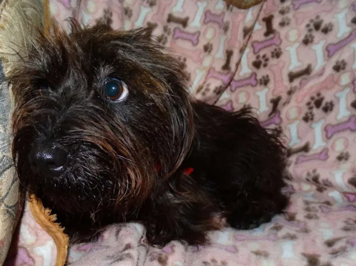 Cachorro ra a SRD idade 1 ano nome Cocada e Biju