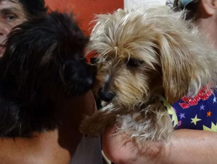 Cachorro ra a SRD idade 1 ano nome Cocada e Biju