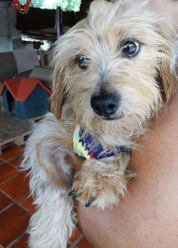 Cachorro ra a SRD idade 1 ano nome Cocada e Biju