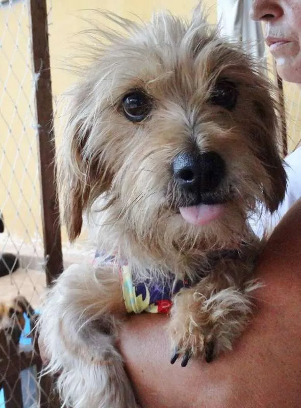 Cachorro ra a SRD idade 1 ano nome Cocada e Biju