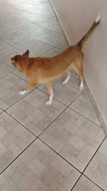 Cachorro ra a Vira Lata idade 2 anos nome Sakura