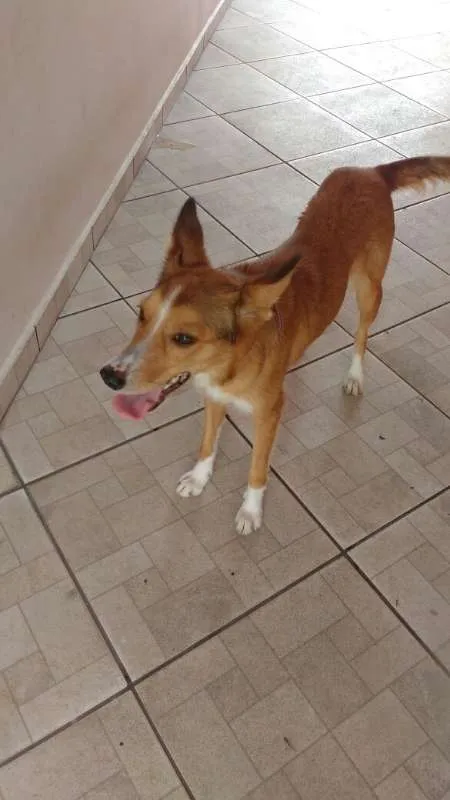 Cachorro ra a Vira Lata idade 2 anos nome Sakura