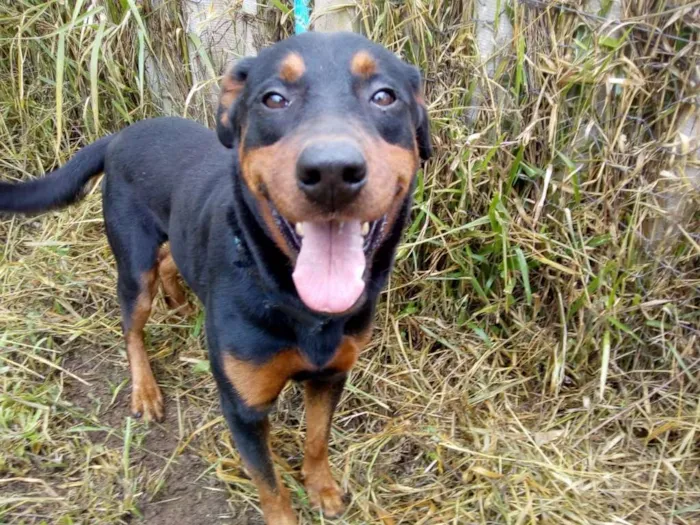 Cachorro ra a SRD idade 2 anos nome CHAPOLIN