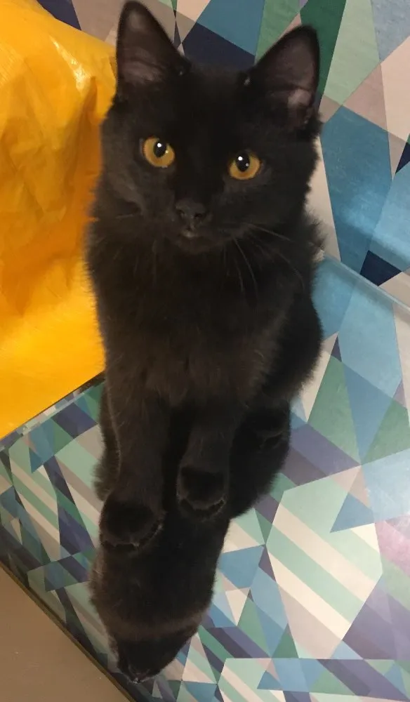 Gato ra a SRD idade 2 a 6 meses nome CHARLOTTE