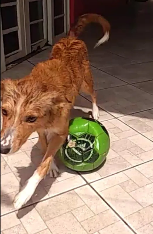 Cachorro ra a Vira Lata idade 2 anos nome Sakura