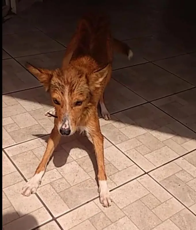 Cachorro ra a Vira Lata idade 2 anos nome Sakura
