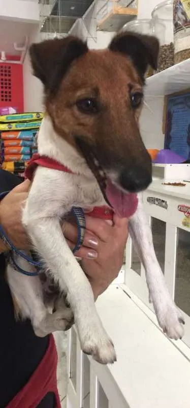 Cachorro ra a srd/ idade 2 anos nome Manu