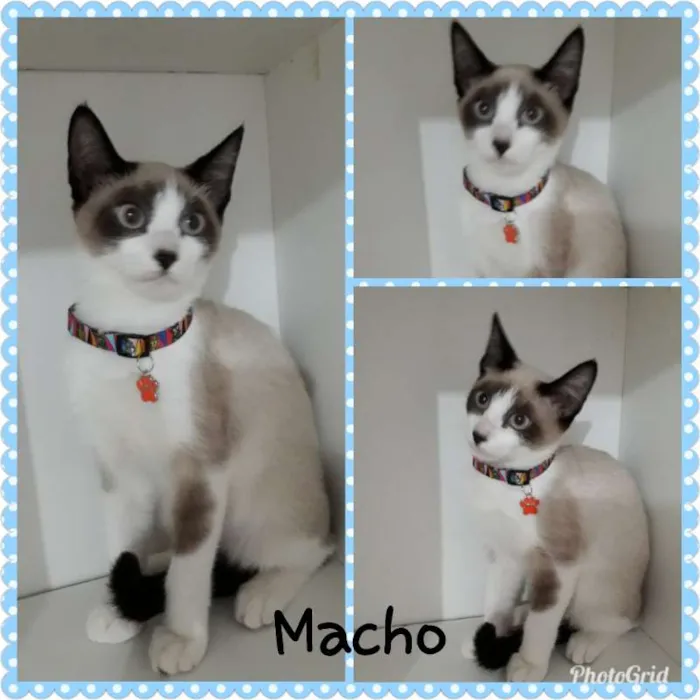 Gato ra a srd idade 2 a 6 meses nome Varios gatinhos 