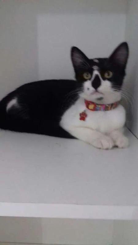 Gato ra a srd idade 2 a 6 meses nome Varios gatinhos 
