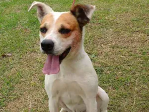 Cachorro raça SRD idade 4 anos nome PANCHO