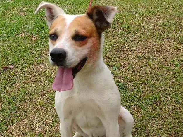 Cachorro ra a SRD idade 4 anos nome PANCHO