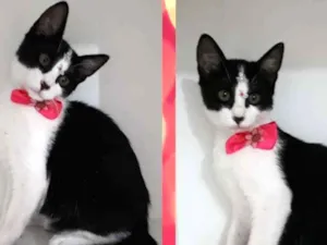 Gato raça srd idade 2 a 6 meses nome Varios gatinhos 