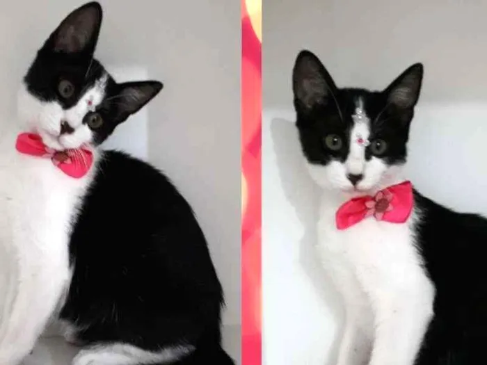 Gato ra a srd idade 2 a 6 meses nome Varios gatinhos 