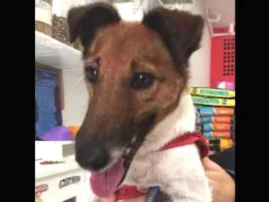 Cachorro raça srd/ idade 2 anos nome Manu