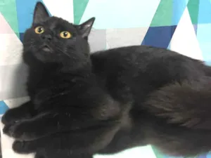 Gato raça SRD idade 2 a 6 meses nome CHARLOTTE