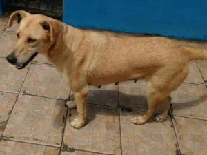 Cachorro raça SRD idade 5 anos nome CLARITA