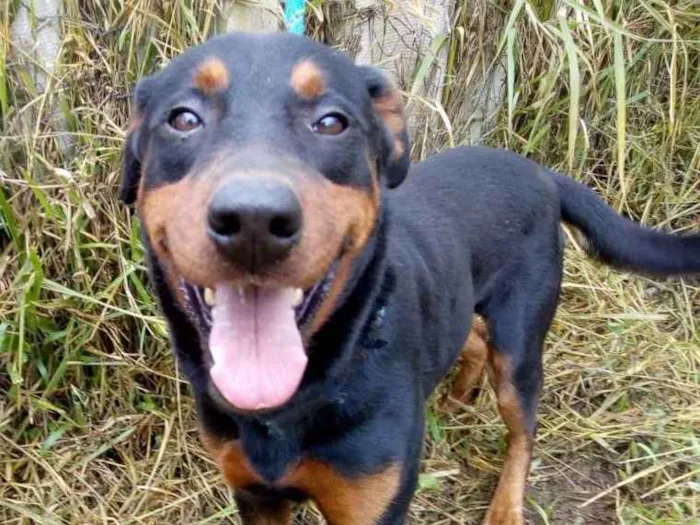 Cachorro ra a SRD idade 2 anos nome CHAPOLIN