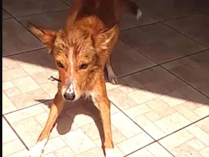 Cachorro raça Vira Lata idade 2 anos nome Sakura