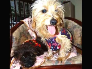 Cachorro raça SRD idade 1 ano nome Cocada e Biju