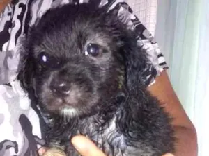Cachorro raça Srd idade Abaixo de 2 meses nome Sem nome