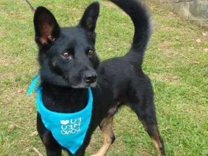 Cachorro raça SRD idade 3 anos nome ALE