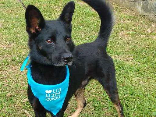 Cachorro ra a SRD idade 3 anos nome ALE