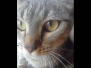 Gato raça Indefinido idade 1 ano nome Julhy