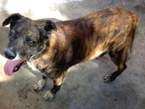 Cachorro raça SRD idade 6 ou mais anos nome TIGRÃO