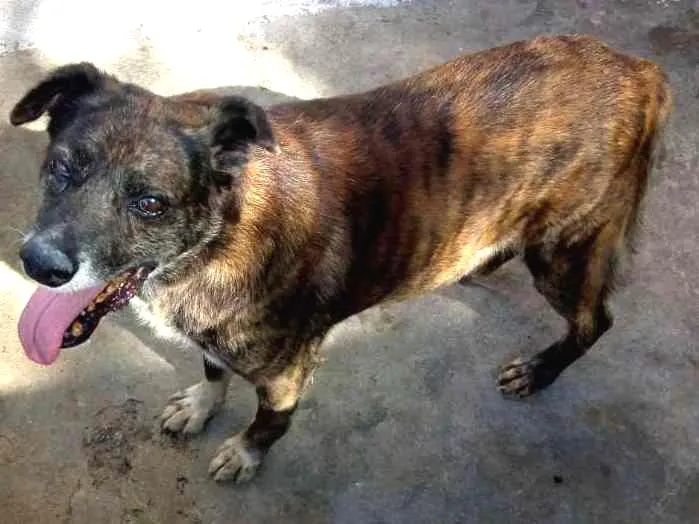 Cachorro ra a SRD idade 6 ou mais anos nome TIGRÃO