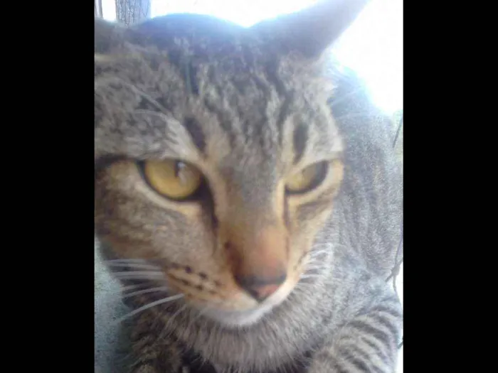Gato ra a Indefinido idade 1 ano nome Mike