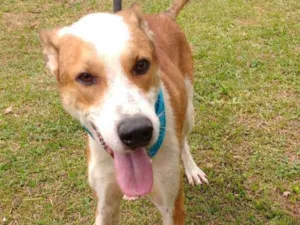 Cachorro raça SRD idade 3 anos nome OLIN