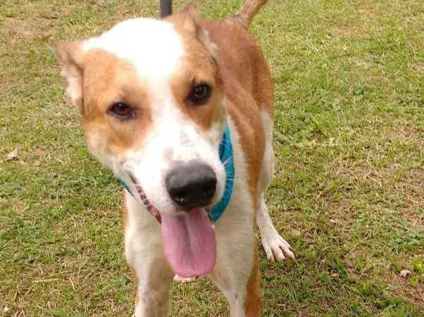 Cachorro ra a SRD idade 3 anos nome OLIN