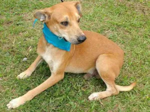 Cachorro raça SRD idade 3 anos nome PIG