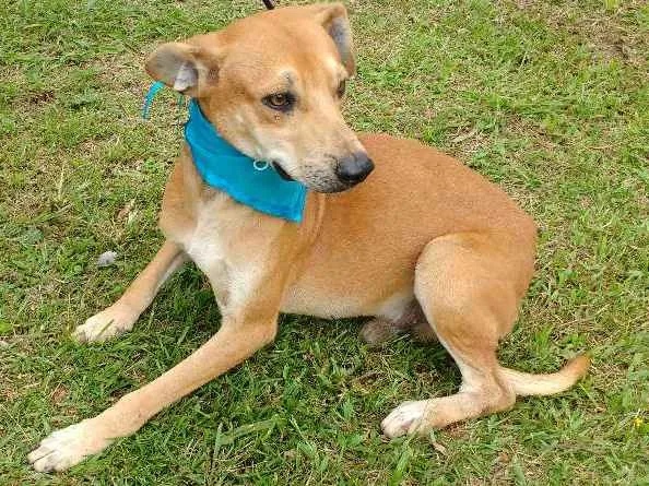 Cachorro ra a SRD idade 3 anos nome PIG