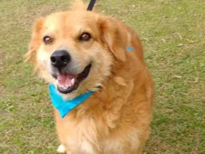 Cachorro raça SRD idade 5 anos nome ARUK