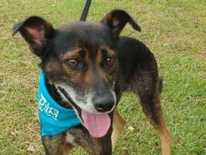 Cachorro raça SRD idade 6 ou mais anos nome RASTY