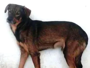 Cachorro raça SRD idade 3 anos nome GRINGO