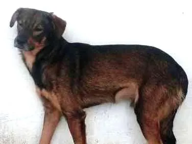 Cachorro ra a SRD idade 3 anos nome GRINGO
